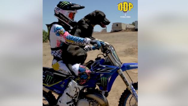 video:-Σκύλος-κάνει-άλματα-με-motocross-και-το-χαίρεται
