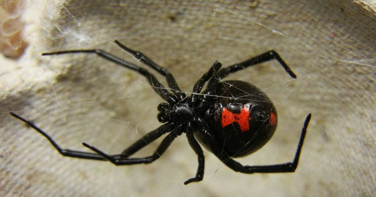 Τσίμπημα-από-αράχνη-«Μαύρη-Χήρα»-δέχθηκε-35χρονος-στη-Λευκάδα